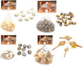 Decorative Shells-210G